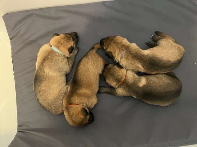 Puppies