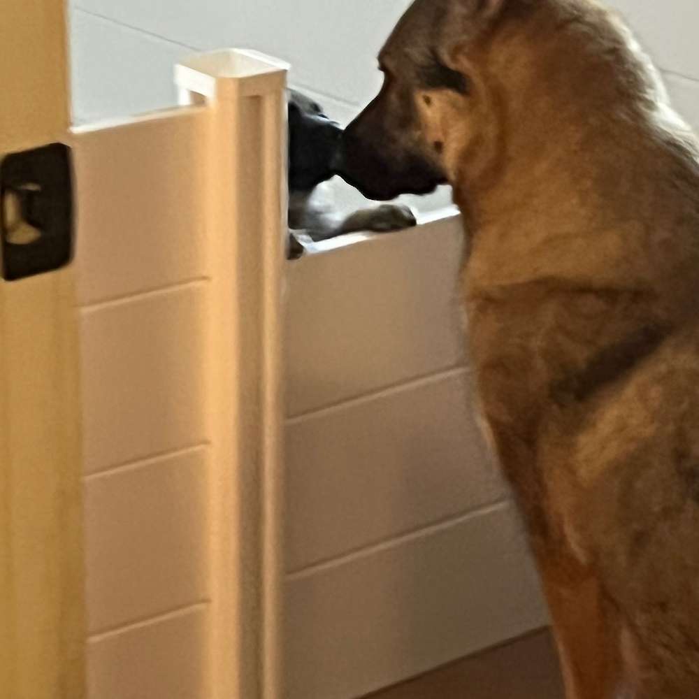 Babysitting 4 1/2 week old pups