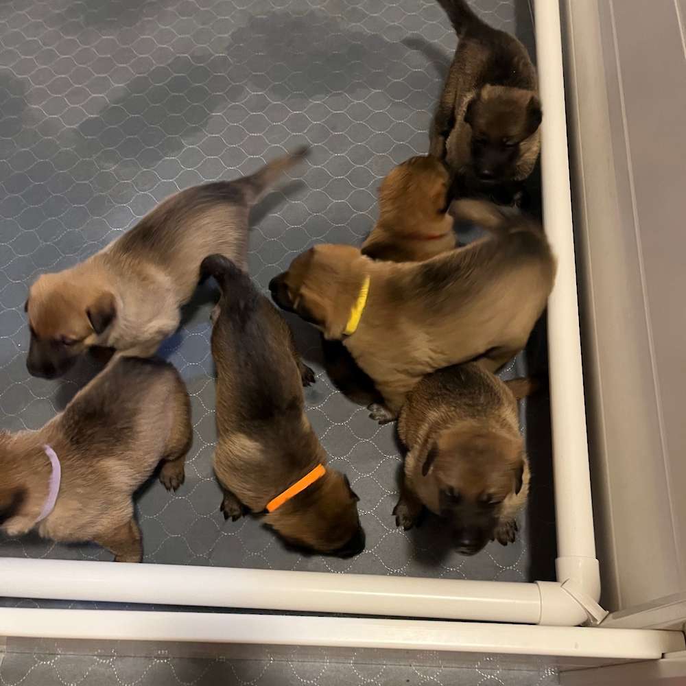 Puppies at 3 weeks old - 23 May 2022