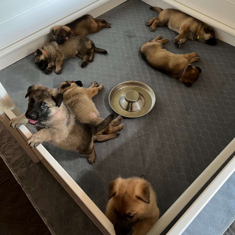 52 pounds of puppies at 4 1/2 weeks old