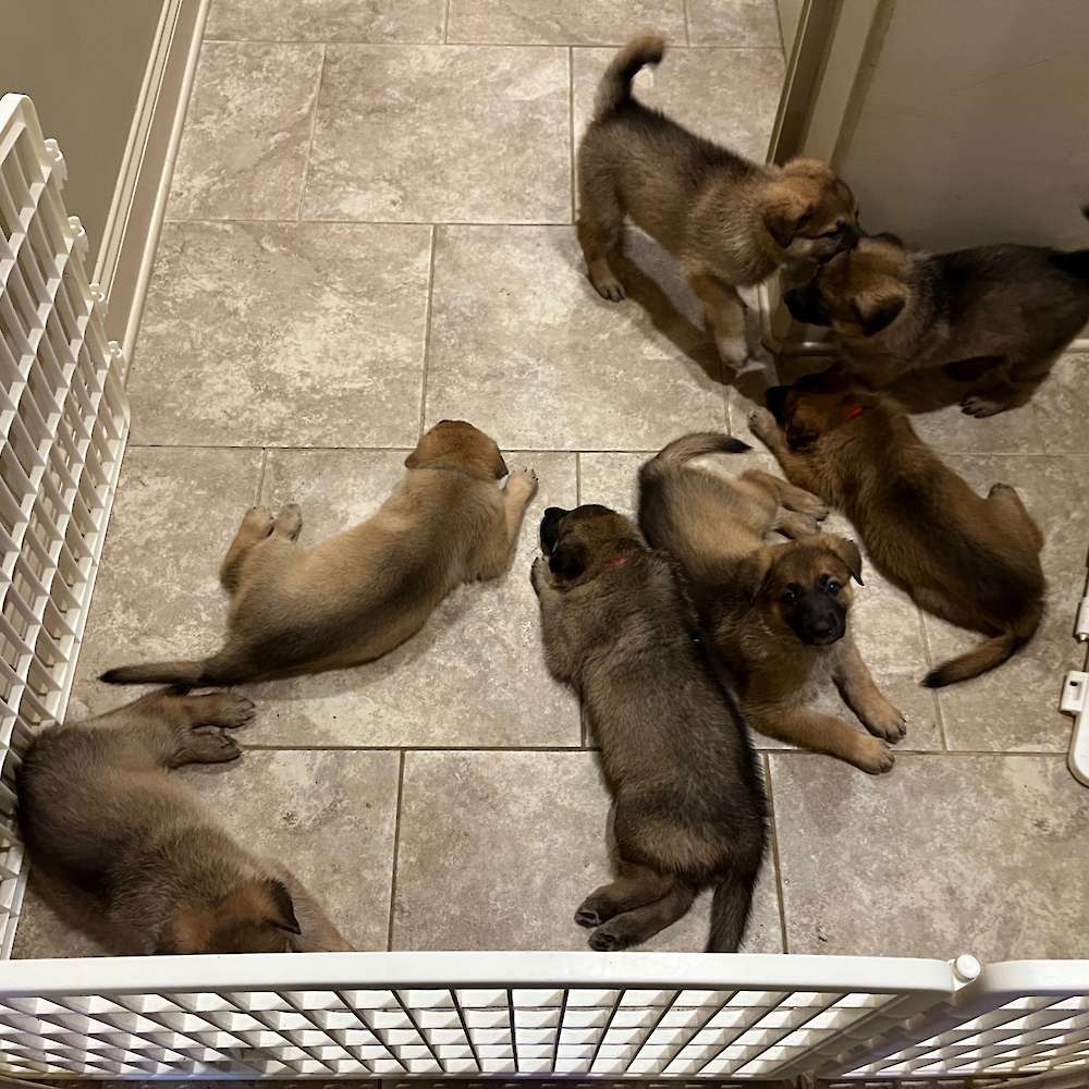 5 Weeks old, waiting for bath and weigh in