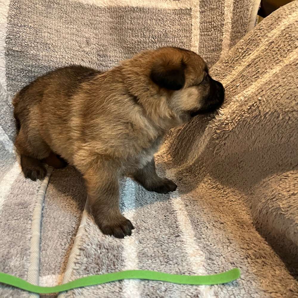 Male Green Collar 3 Weeks Old - 23 May
