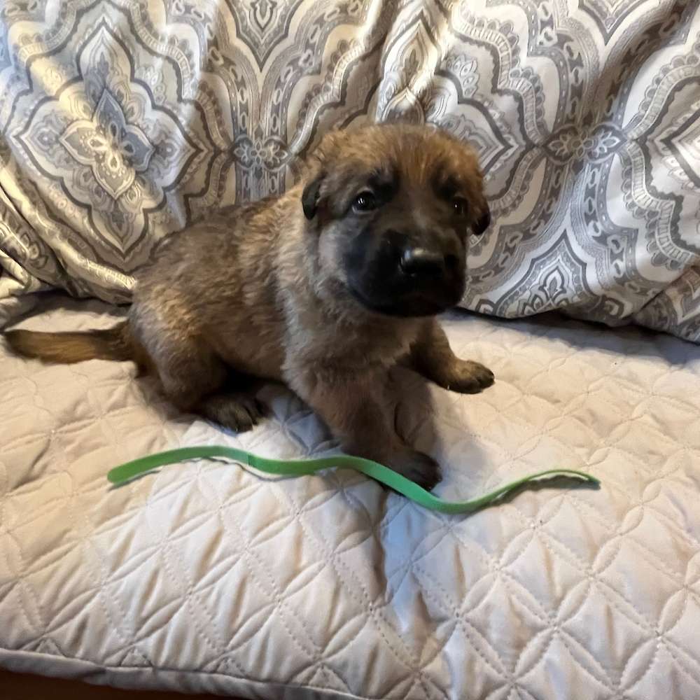 Male Green Collar 3 Weeks Old - 23 May