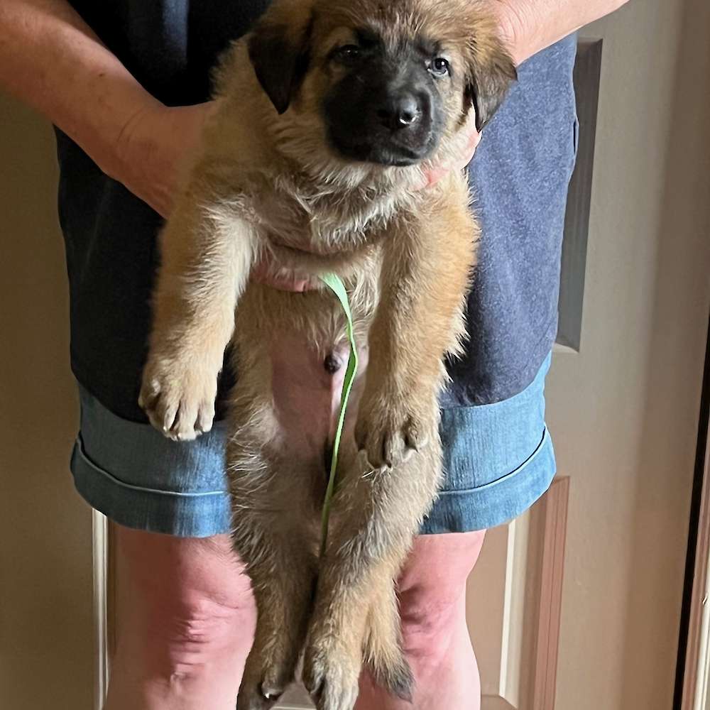 7 lbs 8 oz.  4 1/2 weeks old