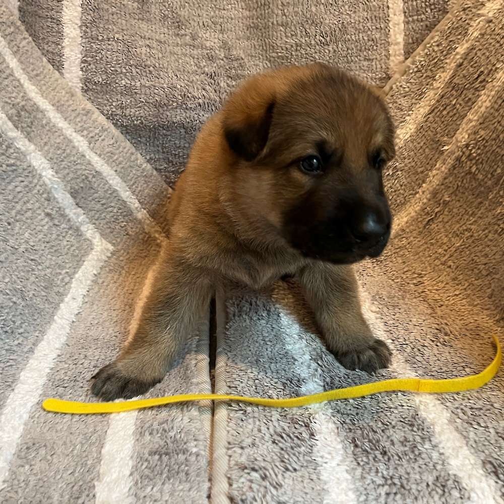 Male Yellow Collar 3 Weeks Old - 23 May 22