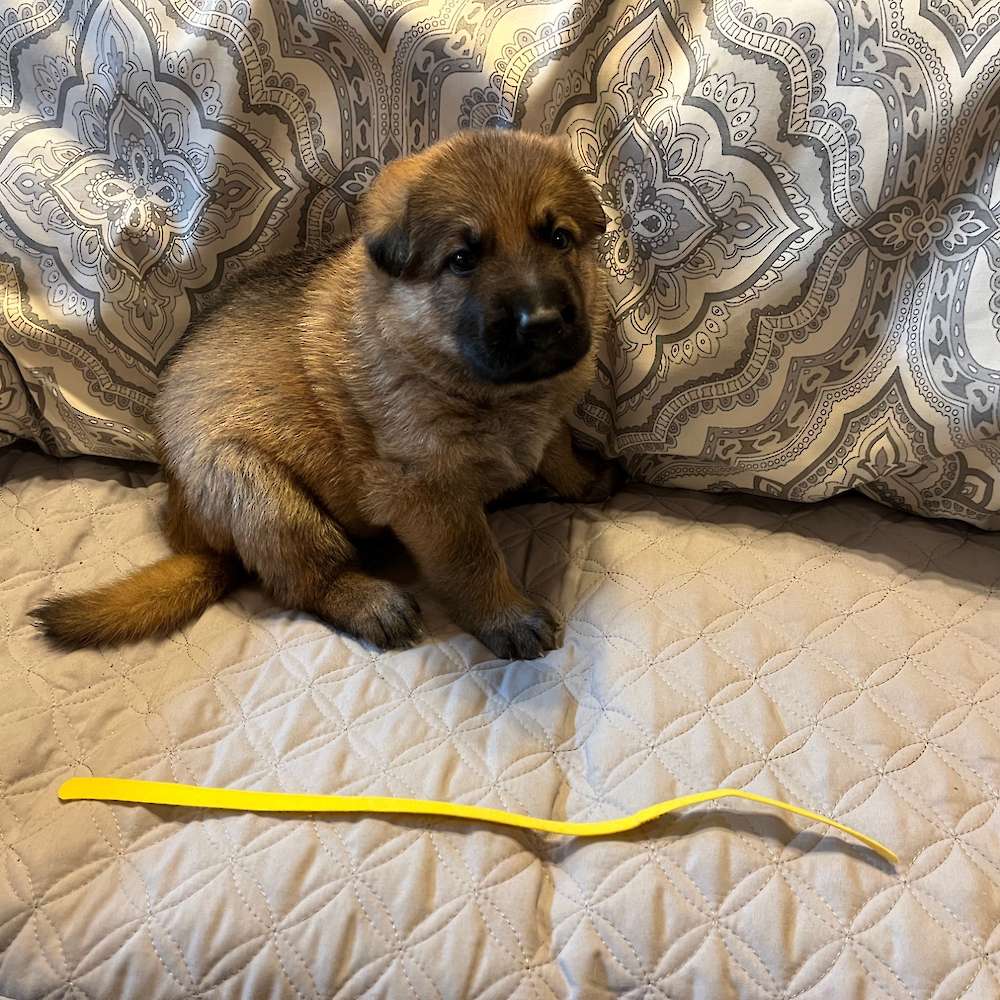 Male Yellow Collar 3 Weeks Old - 23 May 22