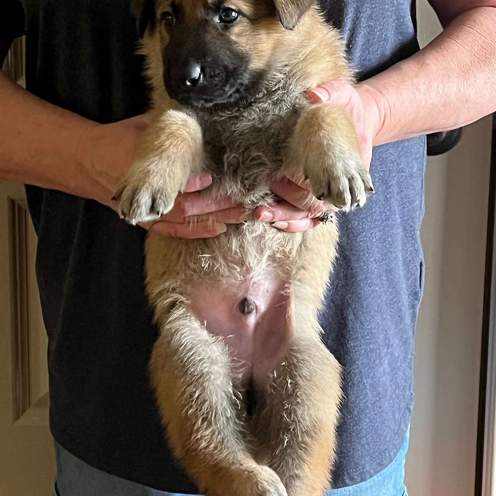 7 lbs 12 oz. 4 1/2 weeks old