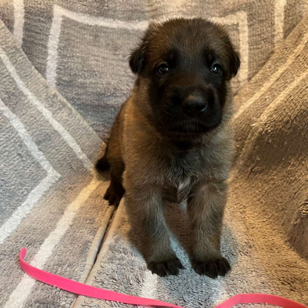 Male Pink Collar 3 Weeks Old, 23 May 2022