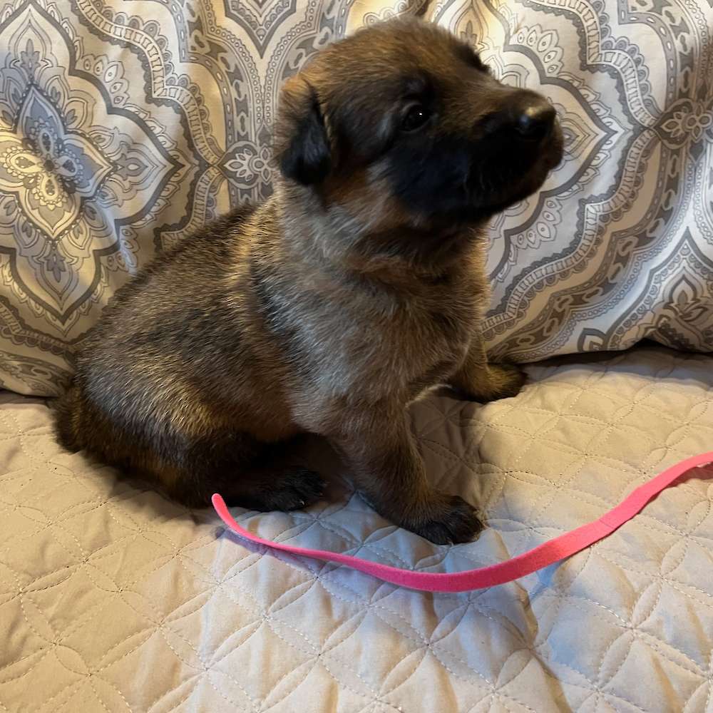 Male Pink Collar 3 Weeks Old, 23 May 2022