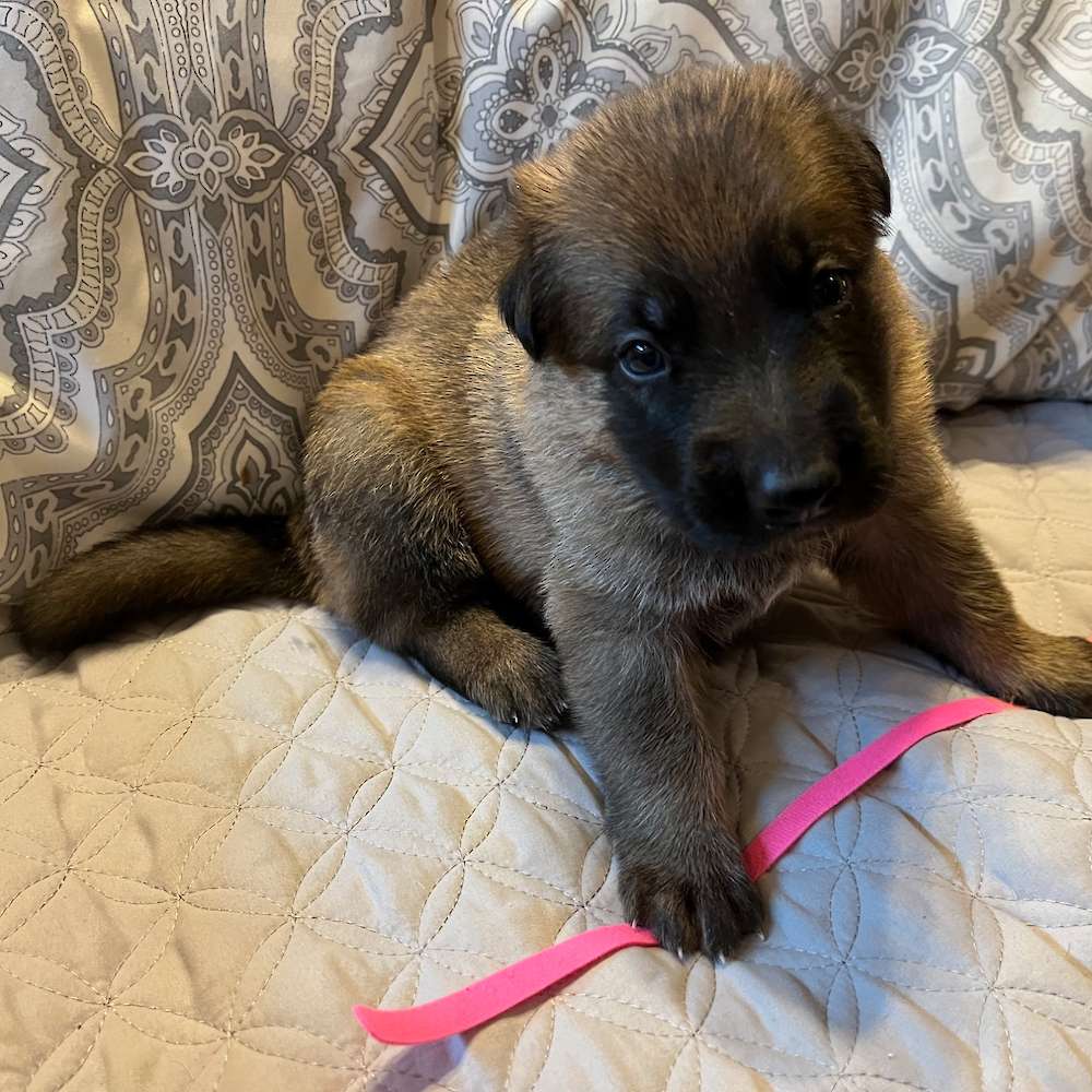 Male Pink Collar 3 Weeks Old, 23 May 2022