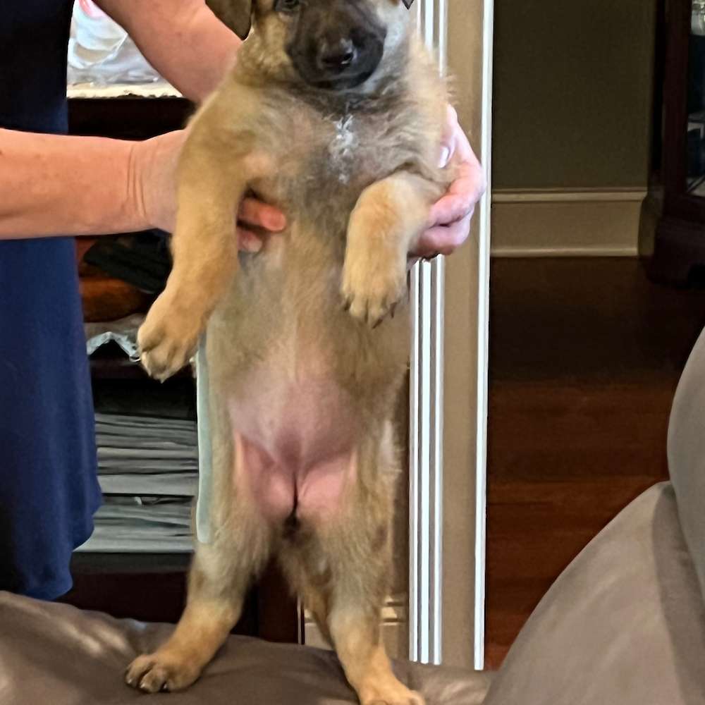 Aqua collar 5 weeks old 9 lbs 10 oz