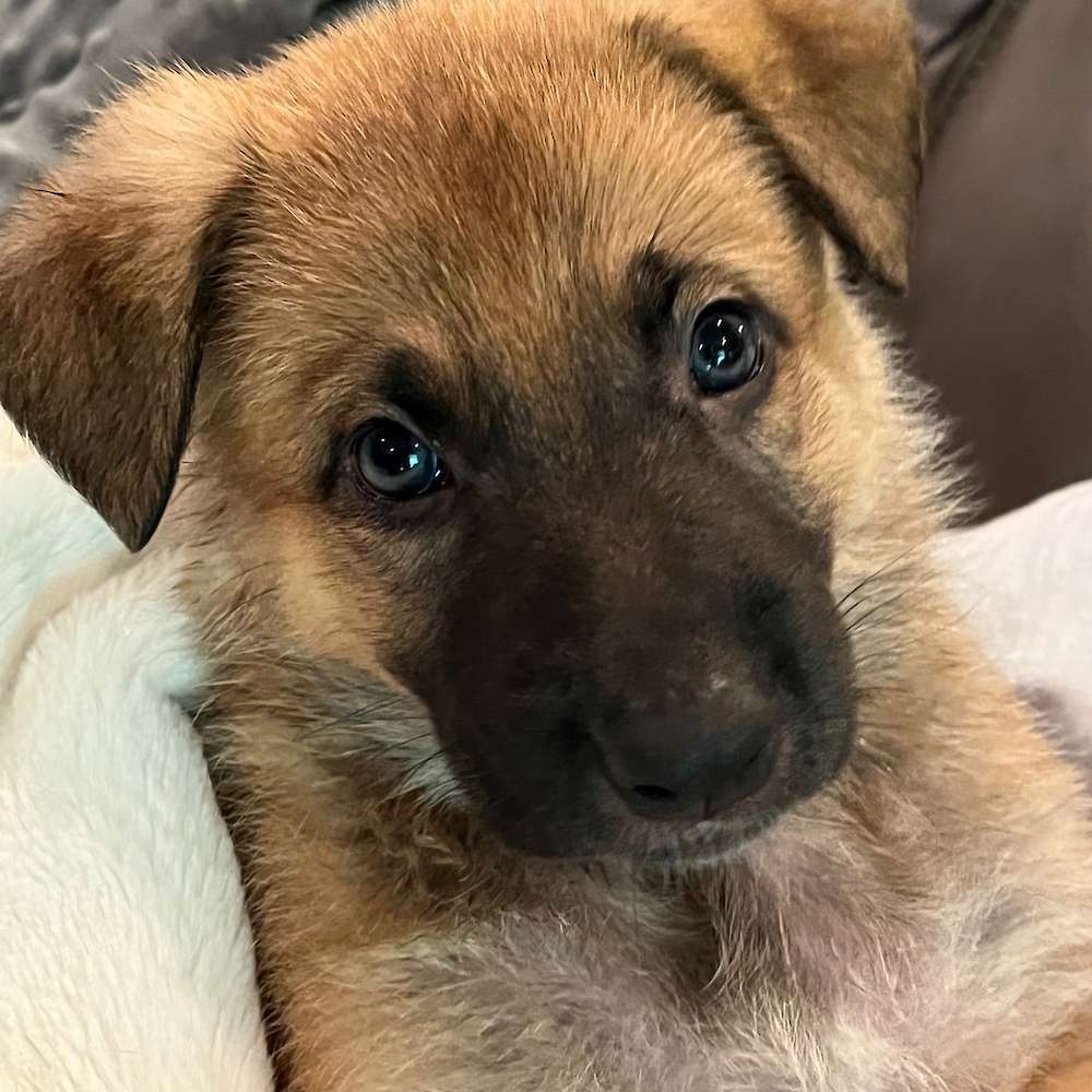 Aqua collar 5 weeks old 9 lbs 10 oz