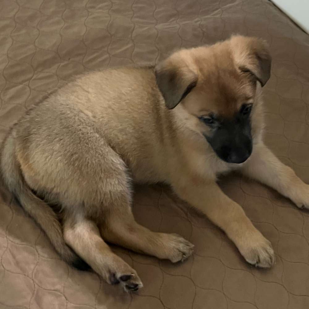 Aqua collar 5 weeks old 9 lbs 10 oz