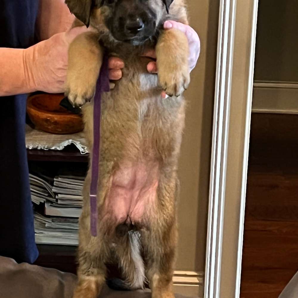 Lilac collar 5 weeks old 8 lbs 14 oz