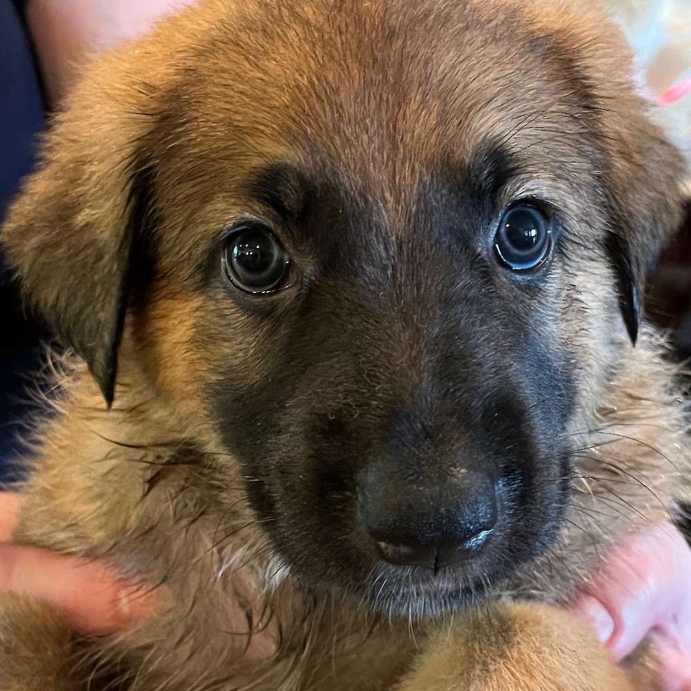 Lilac collar 5 weeks old 8 lbs 14 oz