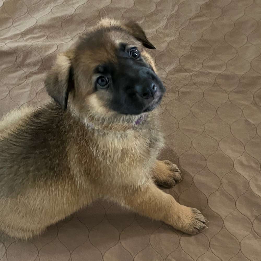 Lilac collar 5 weeks old 8 lbs 14 oz