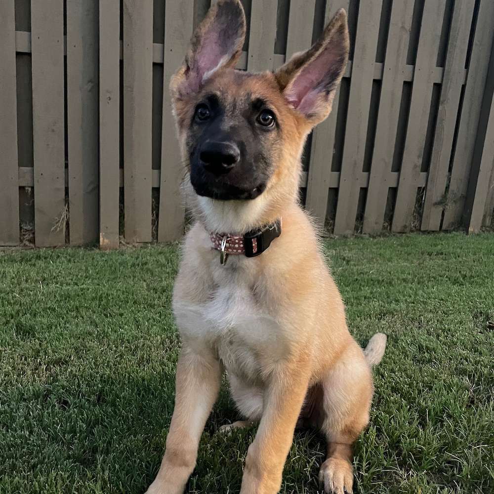 12 Weeks Old