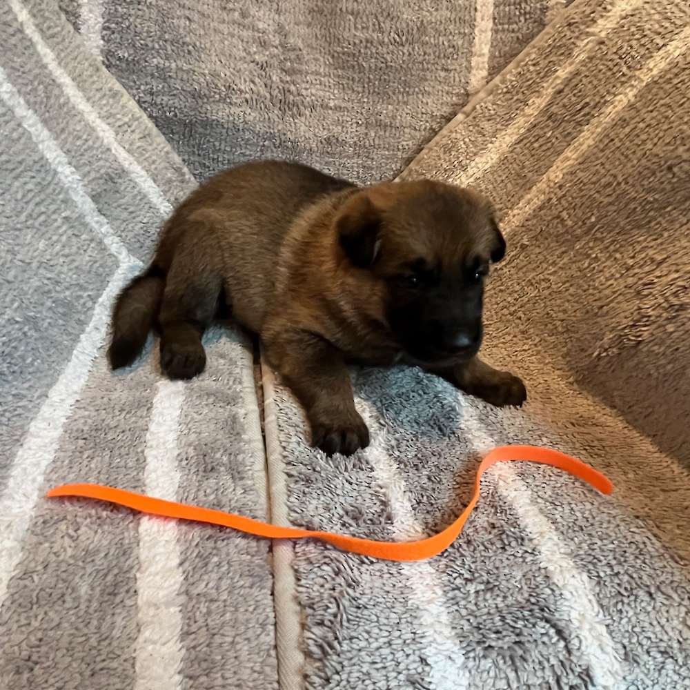 Female Orange Collar 3 Weeks Old, 23 May 2022