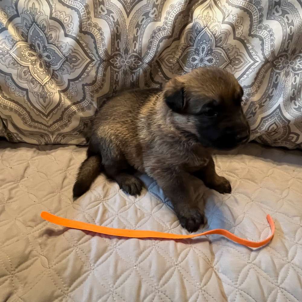 Female Orange Collar 3 Weeks Old, 23 May 2022
