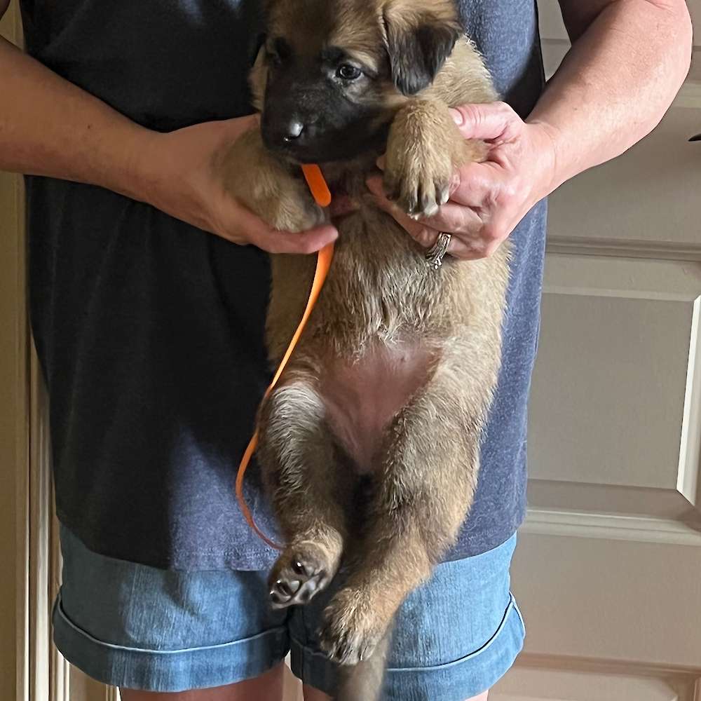 7 lbs. at 4 1/2 weeks old