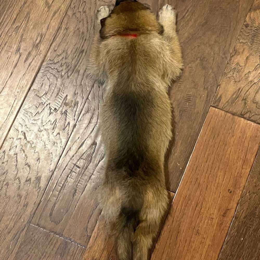 4 1/2 weeks old napping on kitchen floor